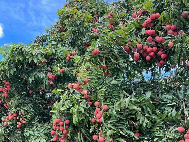 ũæ��ʱ��һ·������֦��ժ