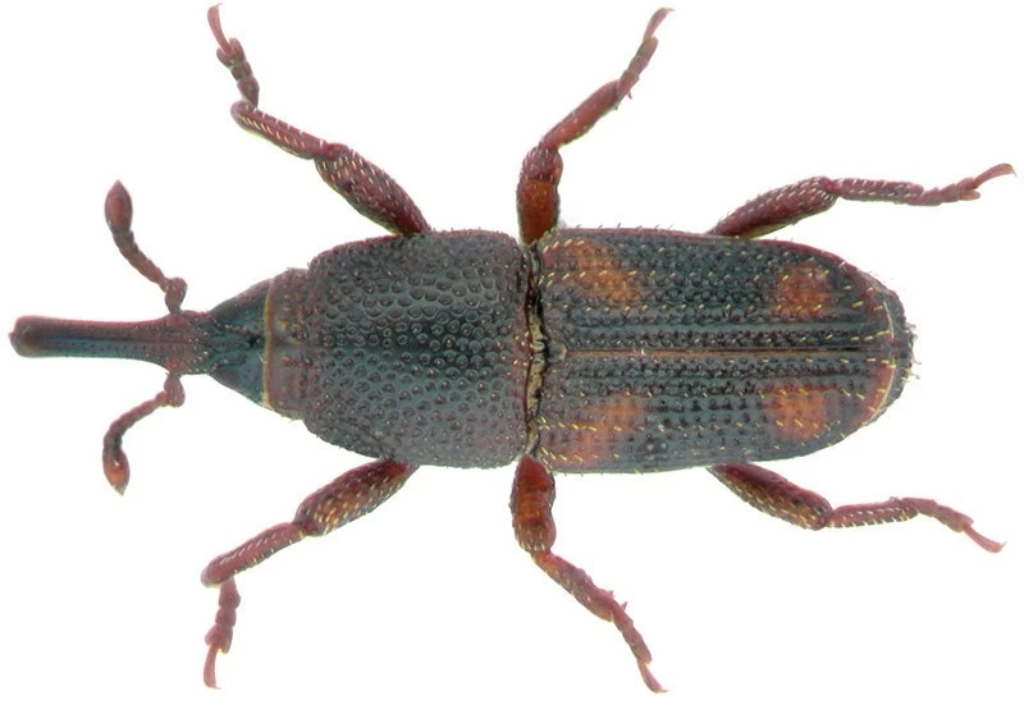 ������������βִ������ǹؼ�